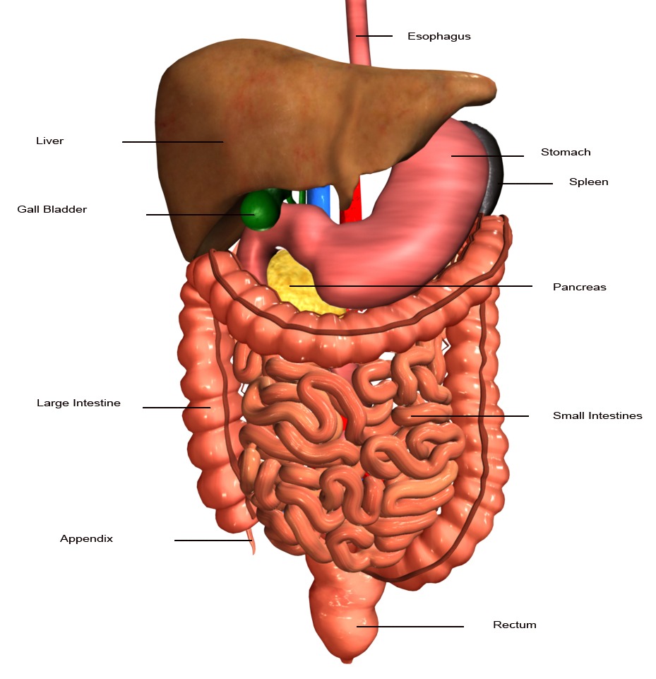 Органы человека желудок и пищеварительная система